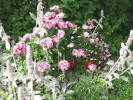 Nom du fichier=Jarloz__Oeillets_de_poète_et_stachys_lanata.JPG
Taille du fichier=118Ko
Dimensions : 657x493
Ajouté le : 21 Juin 2009 Jarloz__Oeillets_de_poète_et_stachys_lanata.JPG