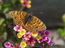 Jarloz__Papillon,_lantana.JPG