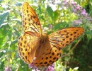 Nom du fichier=Jarloz__Papillon_-.JPG
Taille du fichier=67Ko
Dimensions : 450x345
Ajouté le : 08 Août 2009 Jarloz__Papillon_-.JPG