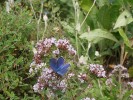 Nom du fichier=Jarloz__Papillon_bleu_sur_origan.JPG
Taille du fichier=102Ko
Dimensions : 669x500
Ajouté le : 21 Juillet 2009 Jarloz__Papillon_bleu_sur_origan.JPG