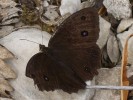 Nom du fichier=Jarloz__Papillon_brun.JPG
Taille du fichier=68Ko
Dimensions : 684x512
Ajouté le : 04 Août 2009 Jarloz__Papillon_brun.JPG