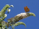 Nom du fichier=Jarloz__Papillon_buddleia_blanc.JPG
Taille du fichier=53Ko
Dimensions : 616x461
Ajouté le : 21 Juillet 2009 Jarloz__Papillon_buddleia_blanc.JPG