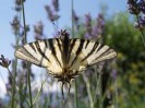 Jarloz__Papillon_en_contre-jour.JPG