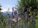 Nom du fichier=Jarloz__Paysage_vu_du_jardin.JPG
Taille du fichier=91Ko
Dimensions : 657x493
Ajouté le : 14 Juillet 2009 Jarloz__Paysage_vu_du_jardin.JPG