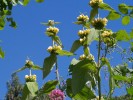 Jarloz__Phlomis_russelliana.JPG