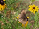 Nom du fichier=Jarloz__Rudbeckia.JPG
Taille du fichier=57Ko
Dimensions : 640x479
Ajouté le : 02 Août 2009 Jarloz__Rudbeckia.JPG