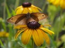 Nom du fichier=Jarloz__Rudbeckia_fulgida.JPG
Taille du fichier=59Ko
Dimensions : 649x487
Ajouté le : 02 Août 2009 Jarloz__Rudbeckia_fulgida.JPG