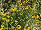 Nom du fichier=Jarloz__Rudbeckia_fulgida__goldsturm_.JPG
Taille du fichier=161Ko
Dimensions : 584x438
Ajouté le : 08 Août 2009 Jarloz__Rudbeckia_fulgida__goldsturm_.JPG