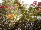 Nom du fichier=Jarloz__Sénégal_-_bougainvilliers.JPG
Taille du fichier=124Ko
Dimensions : 518x389
Ajouté le : 30 Août 2009 Jarloz__Sénégal_-_bougainvilliers.JPG