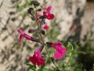 Nom du fichier=Jarloz__Salvia_microphylla.JPG
Taille du fichier=63Ko
Dimensions : 650x486
Ajouté le : 19 Août 2009 Jarloz__Salvia_microphylla.JPG