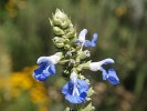 Nom du fichier=Jarloz__Salvia_uliginosa.JPG
Taille du fichier=41Ko
Dimensions : 496x371
Ajouté le : 19 Août 2009 Jarloz__Salvia_uliginosa.JPG