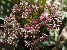 Nom du fichier=Jarloz__Sedum__ruby_glow_.JPG
Taille du fichier=91Ko
Dimensions : 639x478
Ajouté le : 19 Août 2009 Jarloz__Sedum__ruby_glow_.JPG