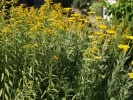 Jarloz__Solidago_et_achillea_filipendula.JPG