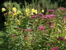 Jarloz__Spiraea__Anthony_Waterer__et_oenothera_biennis.JPG