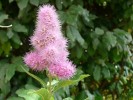 Jarloz__Spiraea_x_billardii.JPG