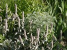 Jarloz__Stachys_lanata_et_artemisia__nana_.JPG