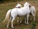Nom du fichier=Jarloz__Toilette_poneys.JPG
Taille du fichier=89Ko
Dimensions : 593x446
Ajouté le : 04 Août 2009 Jarloz__Toilette_poneys.JPG