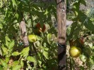 Jarloz__Tomates_09_07_09.JPG