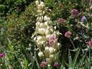 Nom du fichier=Jarloz__Yucca.JPG
Taille du fichier=114Ko
Dimensions : 621x466
Ajouté le : 21 Juin 2009 Jarloz__Yucca.JPG