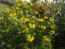 Nom du fichier=Jarloz__coronilla_glauca.JPG
Taille du fichier=112Ko
Dimensions : 657x493
Ajouté le : 24 Avril 2009 Jarloz__coronilla_glauca.JPG