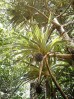 Nom du fichier=La_Réunion_2.JPG
Taille du fichier=135Ko
Dimensions : 392x523
Ajouté le : 30 Août 2009 La_Réunion_2.JPG