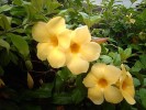 Nom du fichier=Madagascar_-_Allamanda.JPG
Taille du fichier=64Ko
Dimensions : 523x392
Ajouté le : 30 Août 2009 Madagascar_-_Allamanda.JPG