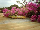 Nom du fichier=Madagascar_-_Bougainvilliers_-_caméméon.JPG
Taille du fichier=72Ko
Dimensions : 523x392
Ajouté le : 30 Août 2009 Madagascar_-_Bougainvilliers_-_caméméon.JPG