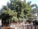 Nom du fichier=Madagascar_-_Ficus_elastica.JPG
Taille du fichier=139Ko
Dimensions : 523x392
Ajouté le : 30 Août 2009 Madagascar_-_Ficus_elastica.JPG
