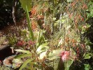 Nom du fichier=Madagascar_-_jardin.JPG
Taille du fichier=129Ko
Dimensions : 523x392
Ajouté le : 30 Août 2009 Madagascar_-_jardin.JPG