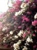 Nom du fichier=Sénégal_-_Bougainvilliers.JPG
Taille du fichier=98Ko
Dimensions : 369x492
Ajouté le : 30 Août 2009 Sénégal_-_Bougainvilliers.JPG
