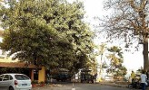 Sénégal_-_Ficus_elastica.JPG