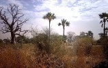 Nom du fichier=Sénégal_2.JPG
Taille du fichier=71Ko
Dimensions : 492x310
Ajouté le : 30 Août 2009 Sénégal_2.JPG