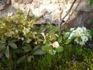 jarloz_16_04_helleborus_niger_et_primevères_blanches.jpg