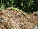 Nom du fichier=jarloz__Lézard_vert_femelle~0.JPG
Taille du fichier=112Ko
Dimensions : 560x420
Ajouté le : 07 Juin 2009 jarloz__Lézard_vert_femelle~0.JPG