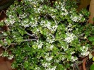 jarloz_crassula_12_09_069.JPG