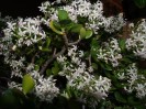 jarloz_crassula_12_09_092.JPG