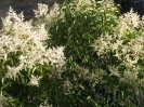 ligustrum_japonicum_jarloz_2009_JUIL_793_réduite.JPG