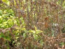 DSCF1686.JPG