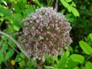 DSCF3745.JPG