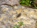 DSCF3852.JPG