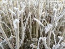 Nom du fichier=IMG_1443.JPG
Taille du fichier=119Ko
Dimensions : 500x375
Ajouté le : 02 Janvier 2017 IMG_1443.JPG