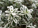Nom du fichier=IMG_1444.JPG
Taille du fichier=91Ko
Dimensions : 500x375
Ajouté le : 02 Janvier 2017 IMG_1444.JPG