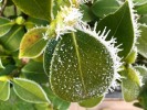 Nom du fichier=IMG_1451.JPG
Taille du fichier=83Ko
Dimensions : 500x375
Ajouté le : 02 Janvier 2017 IMG_1451.JPG