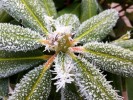 Nom du fichier=IMG_1452.JPG
Taille du fichier=104Ko
Dimensions : 500x375
Ajouté le : 02 Janvier 2017 IMG_1452.JPG