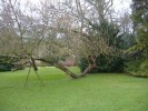 Nom du fichier=branche_au_sol_2.jpg
Taille du fichier=96Ko
Dimensions : 512x384
Ajouté le : 09 Décembre 2009 branche_au_sol_2.jpg