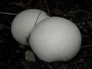 Nom du fichier=champignon2.jpg
Taille du fichier=73Ko
Dimensions : 512x384
Ajouté le : 25 Août 2010 champignon2.jpg