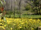 fleur_ardeche.JPG