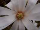 fleur_blanche_21_03_11.jpg