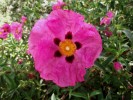 Nom du fichier=fleur_par_st_aubin.jpg
Taille du fichier=113Ko
Dimensions : 534x401
Ajouté le : 07 Juin 2010 fleur_par_st_aubin.jpg