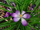 Nom du fichier=fleur_violette_21_03_11.jpg
Taille du fichier=125Ko
Dimensions : 552x414
Ajouté le : 21 Mars 2011 fleur_violette_21_03_11.jpg